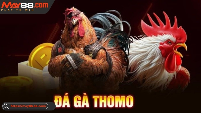 Đá gà Thomo May88 Đá gà Thomo May88